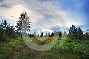 Summer meadow landscape with green grass and wild flowers on the background of a coniferous forest
