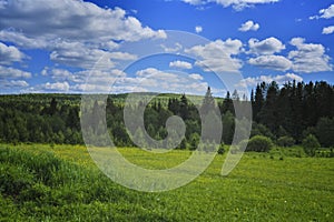 Summer meadow landscape with green grass and wild flowers on the background of a coniferous forest and blue sky.