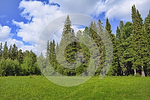 Summer meadow landscape with green grass and wild flowers on the background of a coniferous forest and blue sky.