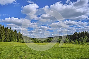 Summer meadow landscape with green grass and wild flowers on the background of a coniferous forest and blue sky.