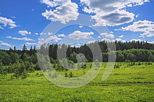 Summer meadow landscape with green grass and wild flowers on the background of a coniferous forest and blue sky