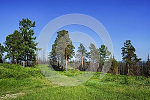 Summer meadow landscape with green grass and wild flowers on the background of a coniferous forest