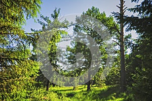 Summer meadow landscape with green grass and wild flowers on the background of a coniferous forest