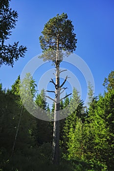 Summer meadow landscape with green grass and wild flowers on the background of a coniferous forest