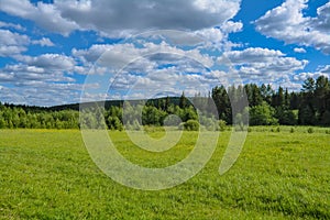 Summer meadow landscape with green grass and wild flowers on the background of a coniferous forest and blue sky.