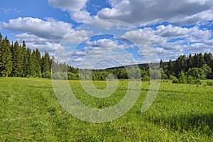 Letní luční krajina se zelenou trávou a divokými květinami na pozadí jehličnatého lesa a modré oblohy.