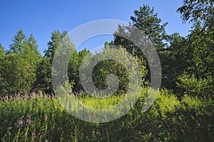 Summer meadow landscape with green grass and wild flowers on the background of a forest