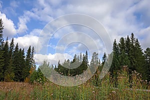 Summer meadow landscape with green grass and wild flowers on the background of a forest