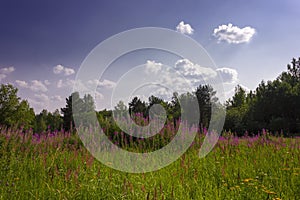 Summer meadow landscape with green grass and wild flowers on the background of a forest