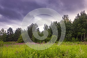 Summer meadow landscape with green grass and wild flowers on the background of a forest
