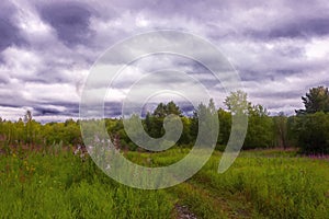 Summer meadow landscape with green grass and wild flowers on the background of a forest