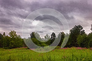 Summer meadow landscape with green grass and wild flowers on the background of a forest