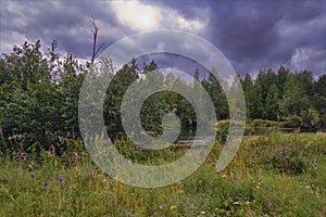 Summer meadow landscape with green grass and wild flowers on the background of a forest