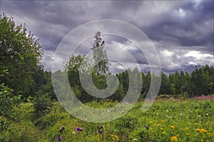 Summer meadow landscape with green grass and wild flowers on the background of a forest