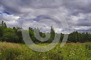 Summer meadow landscape with green grass and wild flowers on the background of a forest