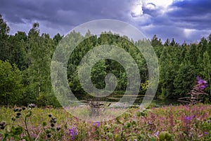 Summer meadow landscape with green grass and wild flowers on the background of a forest