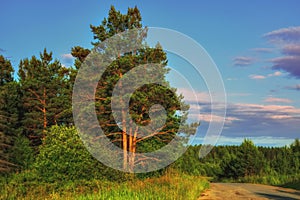 Summer meadow landscape with green grass and wild flowers on the background of a forest and mountains.