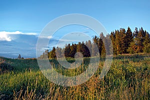 Summer meadow landscape with green grass and wild flowers on the background of a forest and mountains