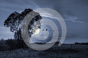 Summer meadow in moonlight