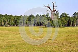 Summer meadow with old dry oaks in the territory of Lower Morava