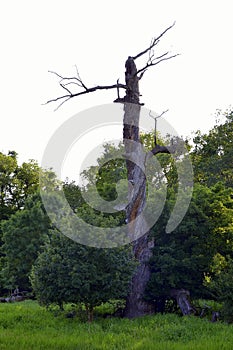 Summer meadow with old dry oaks in the territory of Lower Morava