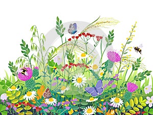 Summer Meadow Plants  and Insects