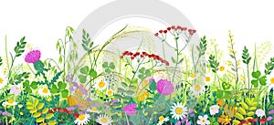 Summer Meadow Plants Seamless Border