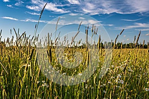 Summer meadow with plants with timothy-grass and daisies, field