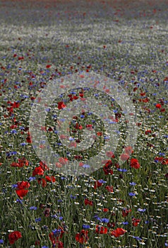 The summer meadow with poppies in the lawn