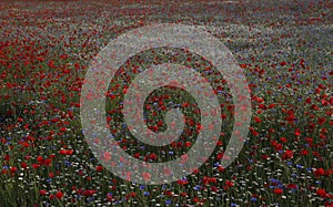 The summer meadow with poppies in the lawn