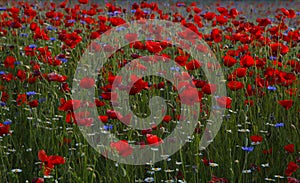 The summer meadow with poppies in the lawn