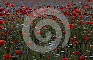 The summer meadow with poppies in the lawn