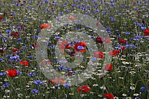 The summer meadow with poppies in the lawn