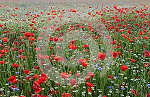 The summer meadow with poppies in the lawn