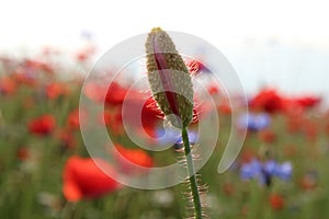 The summer meadow with poppies in the lawn