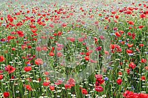 The summer meadow with poppies in the lawn