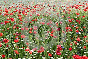 The summer meadow with poppies in the lawn