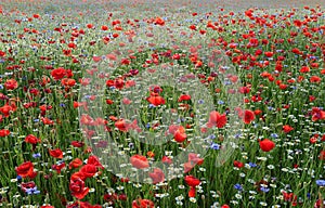 The summer meadow with poppies in the lawn