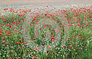 The summer meadow with poppies in the lawn