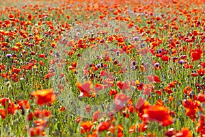 Summer Meadow / Poppy Field