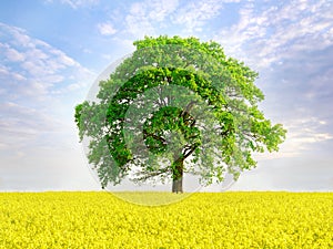 Summer meadow with flowers and big tree