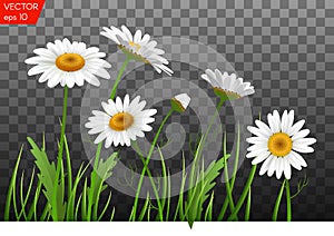 Summer meadow with realistic daisy, camomile flowers on transparent background. Vector illustration