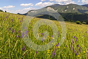 Summer meadow in rural northern Slovakia