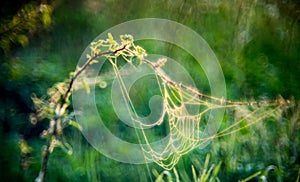 Summer meadow with spider webs