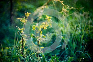 Summer meadow with spider webs