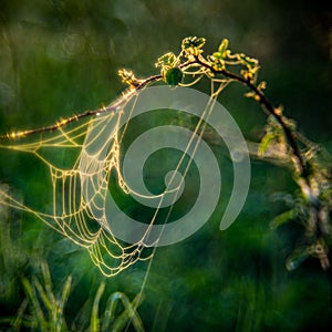 Summer meadow with spider webs