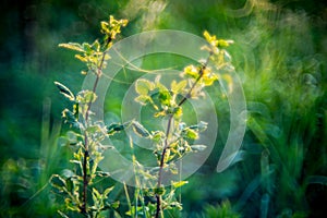 Summer meadow with spider webs