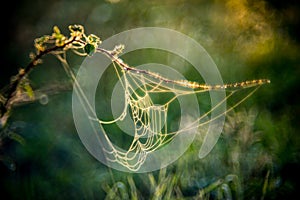 Summer meadow with spider webs