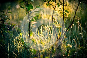 Summer meadow with spider webs in the morning