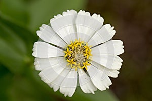 Summer meadow tropical flower with yellow stamen and white petals.